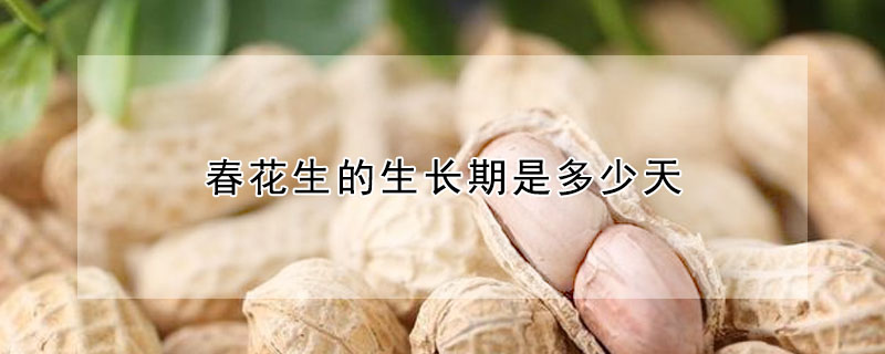 春花生的生長(zhǎng)期是多少天
