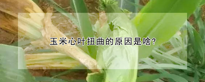 玉米心葉扭曲的原因是啥?