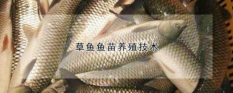 草魚魚苗養(yǎng)殖技術(shù)