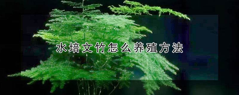 水培文竹怎么養(yǎng)殖方法