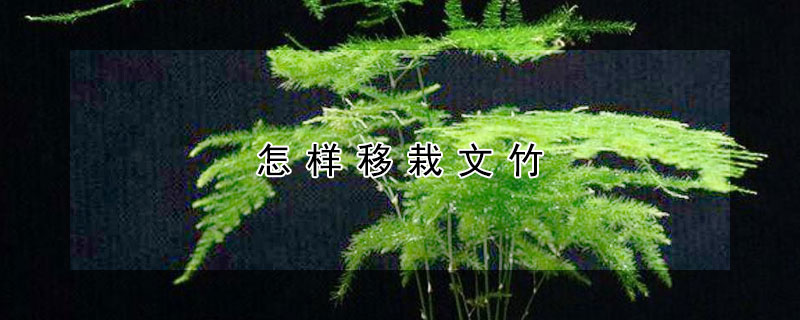 怎樣移栽文竹
