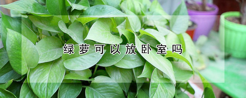 綠蘿可以放臥室嗎