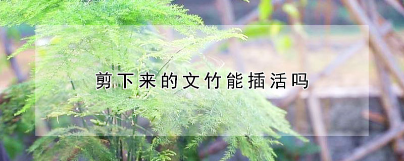 剪下來的文竹能插活嗎