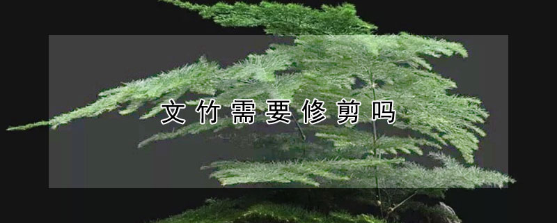 文竹需要修剪嗎
