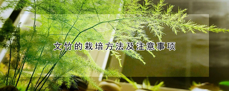 文竹的栽培方法及注意事項