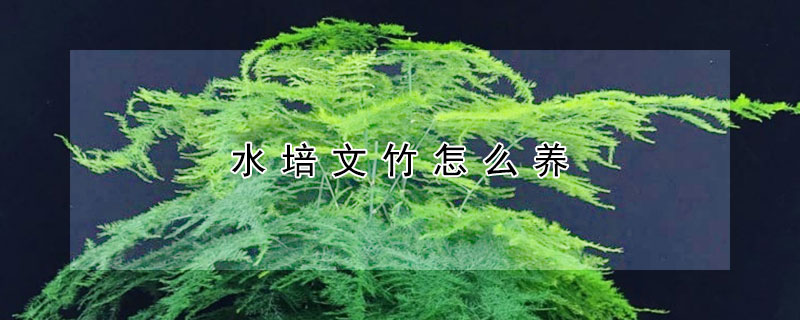 水培文竹怎么養