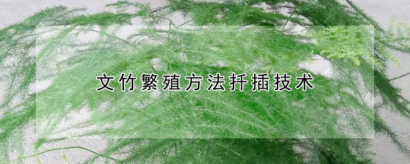 文竹繁殖方法扦插技術