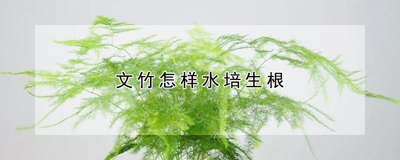 文竹怎樣水培生根
