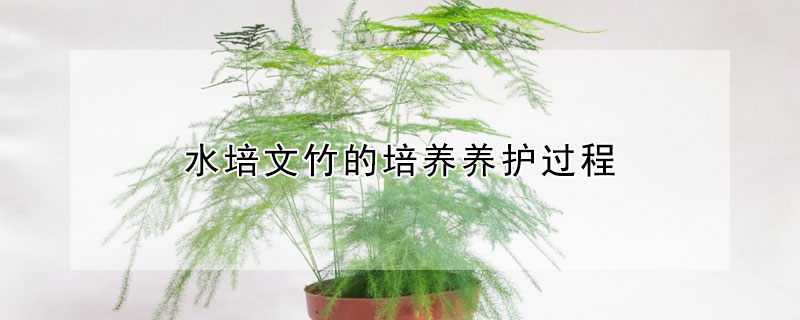 水培文竹的培養(yǎng)養(yǎng)護(hù)過(guò)程