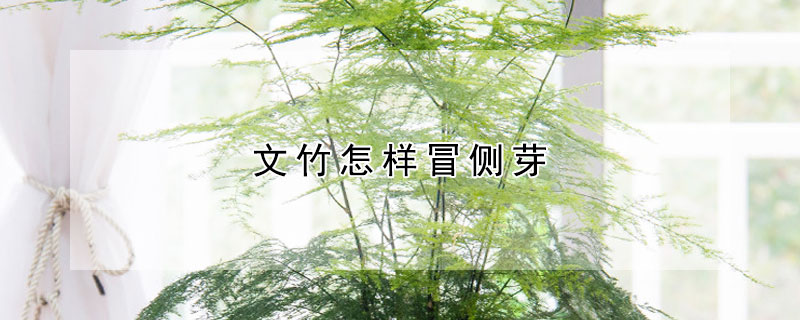 文竹怎樣冒側芽