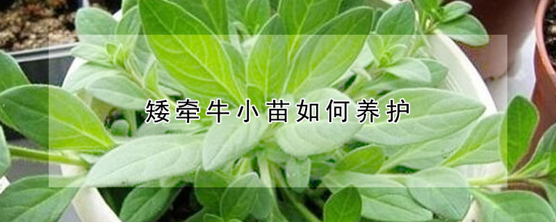矮牽牛小苗如何養(yǎng)護