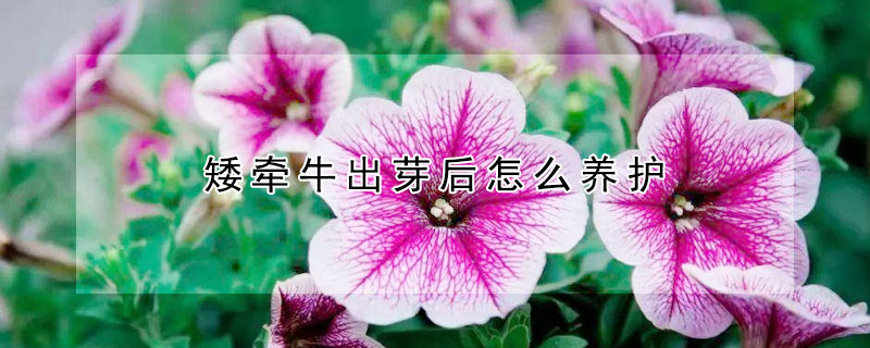 矮牽牛出芽后怎么養(yǎng)護