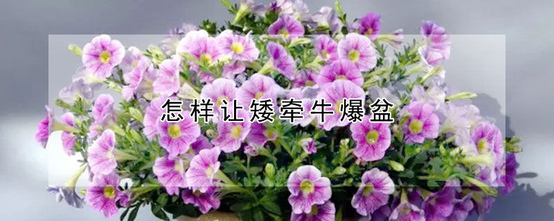 怎樣讓矮牽牛爆盆
