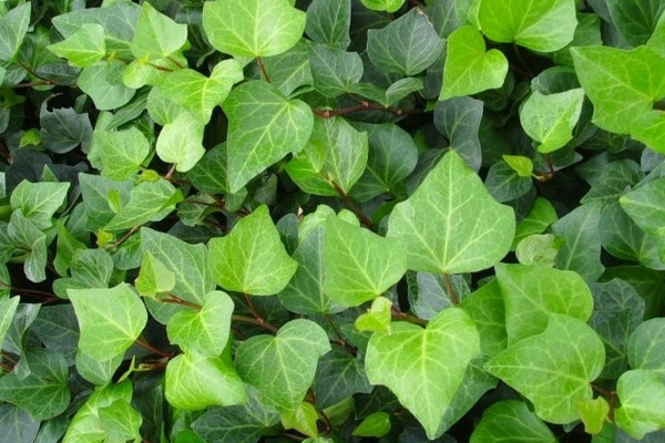 常見(jiàn)20種凈化空氣的室內(nèi)植物 凈化室內(nèi)空氣最好的植物