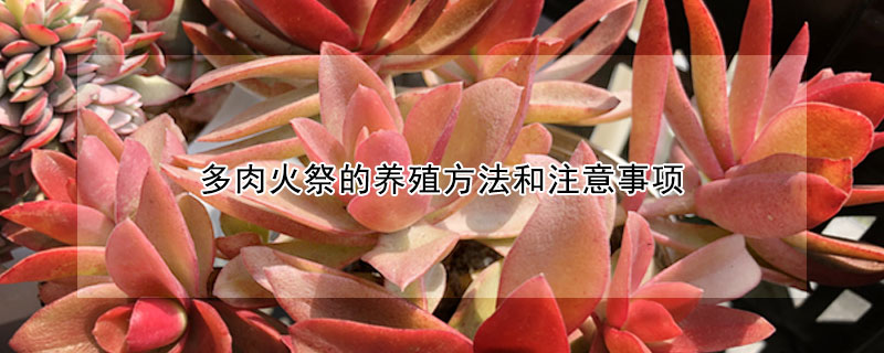 多肉火祭的養(yǎng)殖方法和注意事項