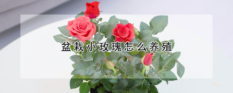 盆栽小玫瑰怎么養殖