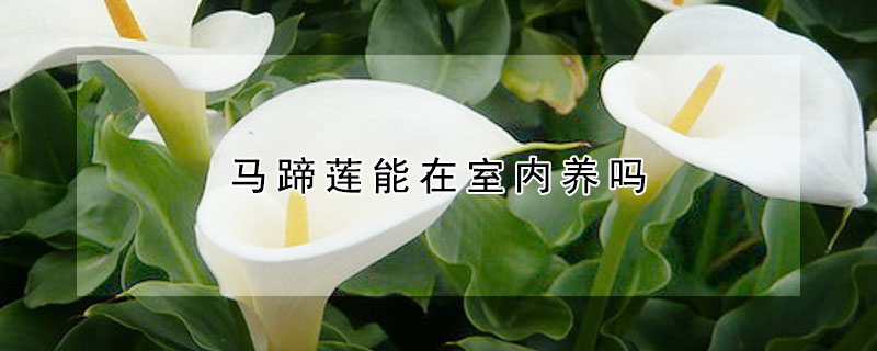馬蹄蓮能在室內(nèi)養(yǎng)嗎