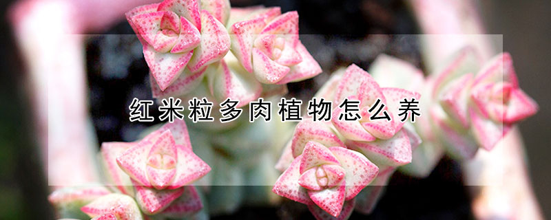 紅米粒多肉植物怎么養(yǎng)