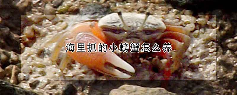 海里抓的小螃蟹怎么養