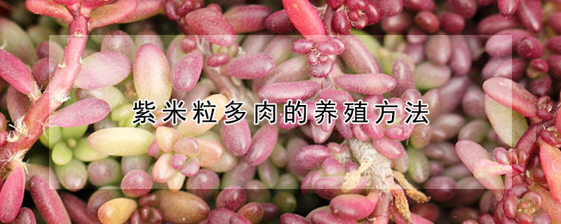 紫米粒多肉的養(yǎng)殖方法