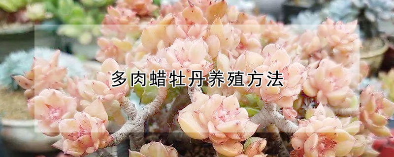 多肉蠟牡丹養(yǎng)殖方法