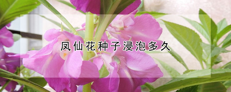 鳳仙花種子浸泡多久
