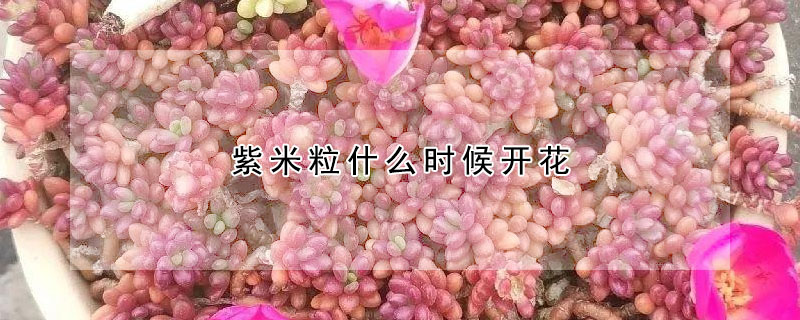 紫米粒什么時候開花