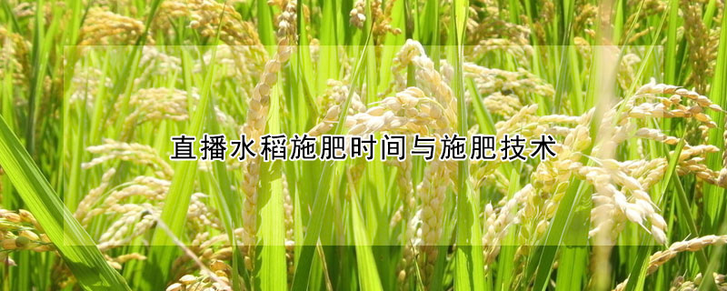 直播水稻施肥時間與施肥技術