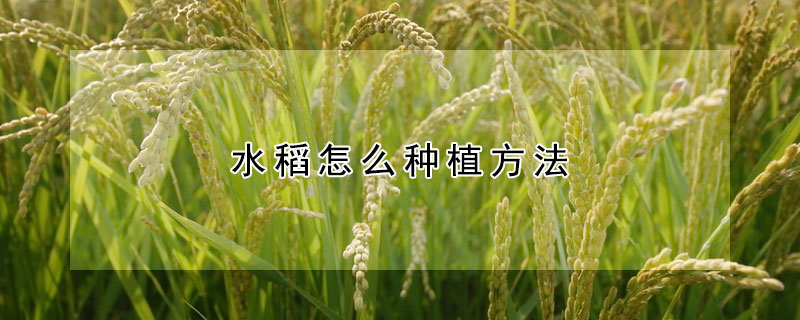 水稻怎么種植方法