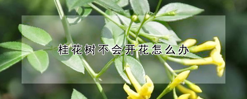 桂花樹不會(huì)開花怎么辦