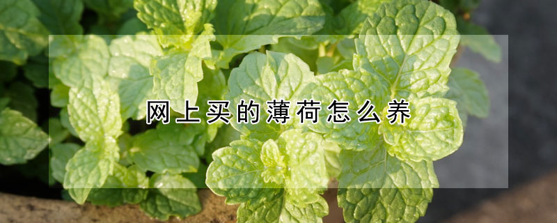網上買的薄荷怎么養(yǎng)