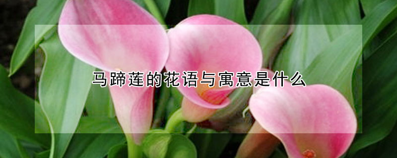 馬蹄蓮的花語與寓意是什么