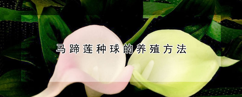 馬蹄蓮種球的養(yǎng)殖方法