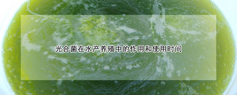 光合菌在水產養(yǎng)殖中的作用和使用時間