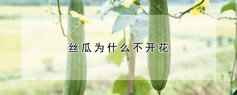 絲瓜為什么不開花