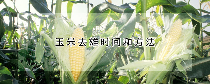 玉米去雄時(shí)間和方法