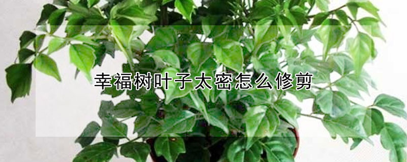 幸福樹葉子太密怎么修剪