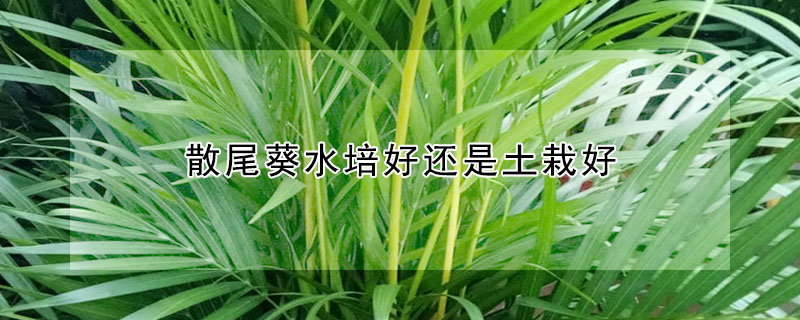 散尾葵水培好還是土栽好