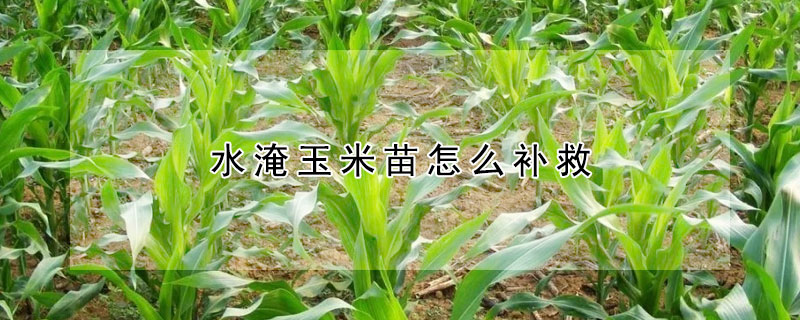 水淹玉米苗怎么補救
