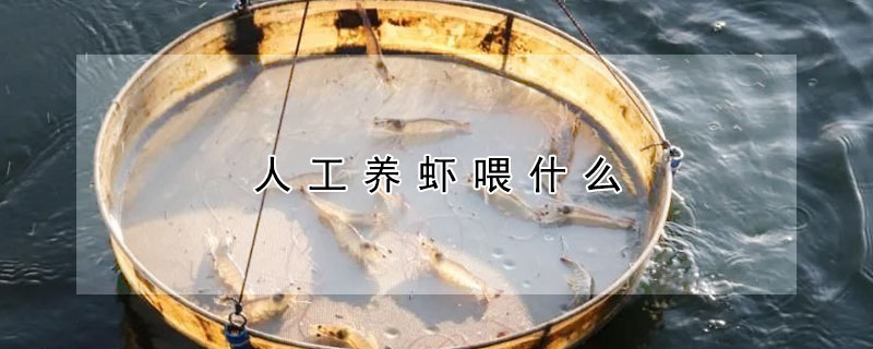 人工養蝦喂什么