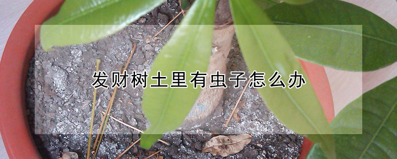 發財樹土里有蟲子怎么辦
