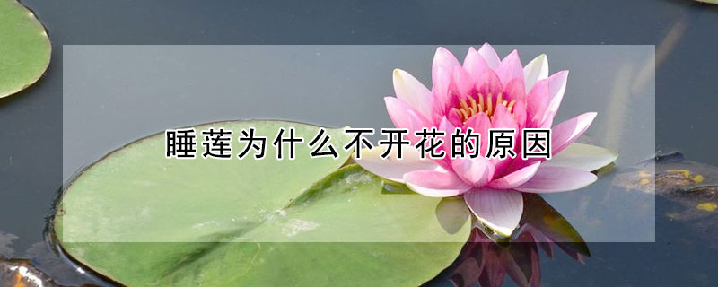 睡蓮為什么不開花的原因