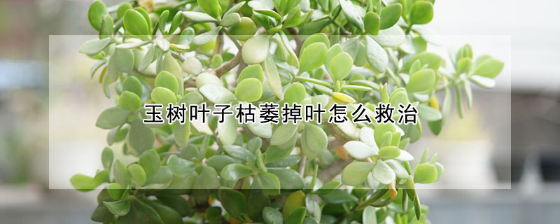 玉樹(shù)葉子枯萎掉葉怎么救治