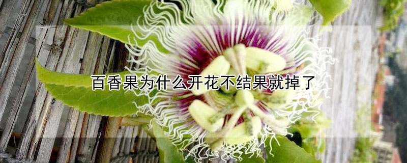 百香果為什么開花不結(jié)果就掉了