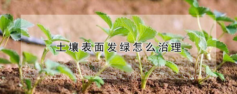 土壤表面發綠怎么治理