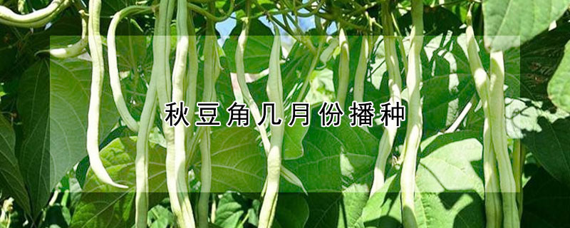 秋豆角幾月份播種
