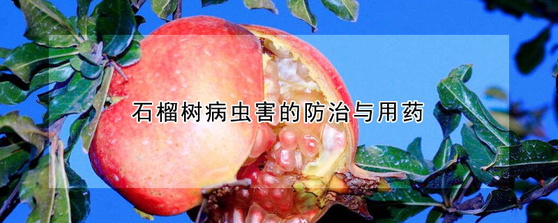 石榴樹病蟲害的防治與用藥