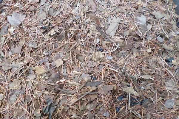 松針怎么發酵做花土