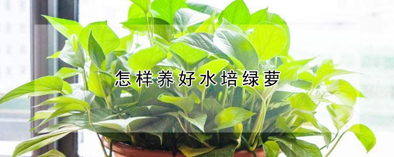 怎樣養(yǎng)好水培綠蘿