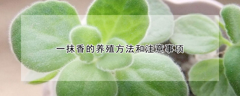 一抹香的養殖方法和注意事項